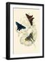 European Butterflies and Moths-James Duncan-Framed Art Print