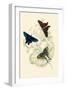 European Butterflies and Moths-James Duncan-Framed Art Print