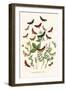 European Butterflies and Moths-W.F. Kirby-Framed Art Print