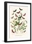 European Butterflies and Moths-W.F. Kirby-Framed Art Print