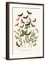 European Butterflies and Moths-W.F. Kirby-Framed Art Print