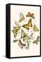 European Butterflies and Moths-W.F. Kirby-Framed Stretched Canvas