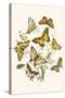 European Butterflies and Moths-W.F. Kirby-Stretched Canvas