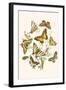 European Butterflies and Moths-W.F. Kirby-Framed Art Print