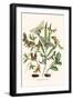 European Butterflies and Moths-W.F. Kirby-Framed Art Print