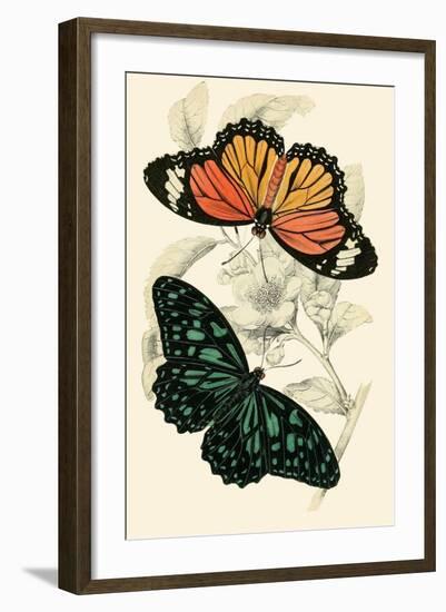 European Butterflies and Moths-James Duncan-Framed Art Print