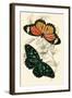 European Butterflies and Moths-James Duncan-Framed Art Print