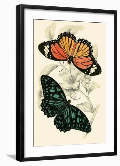 European Butterflies and Moths-James Duncan-Framed Art Print