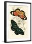 European Butterflies and Moths-James Duncan-Framed Art Print