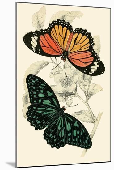 European Butterflies and Moths-James Duncan-Mounted Art Print