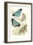 European Butterflies and Moths-James Duncan-Framed Art Print