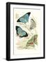 European Butterflies and Moths-James Duncan-Framed Art Print