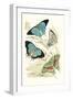 European Butterflies and Moths-James Duncan-Framed Art Print