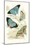 European Butterflies and Moths-James Duncan-Mounted Art Print