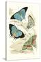 European Butterflies and Moths-James Duncan-Stretched Canvas