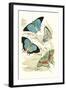 European Butterflies and Moths-James Duncan-Framed Art Print