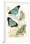 European Butterflies and Moths-James Duncan-Framed Art Print