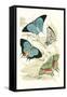 European Butterflies and Moths-James Duncan-Framed Stretched Canvas