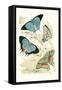 European Butterflies and Moths-James Duncan-Framed Stretched Canvas