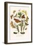 European Butterflies and Moths-W.F. Kirby-Framed Art Print