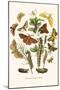 European Butterflies and Moths-W.F. Kirby-Mounted Art Print