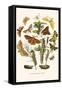 European Butterflies and Moths-W.F. Kirby-Framed Stretched Canvas