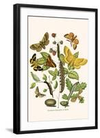 European Butterflies and Moths-W.F. Kirby-Framed Art Print