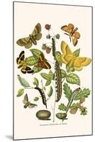 European Butterflies and Moths-W.F. Kirby-Mounted Art Print