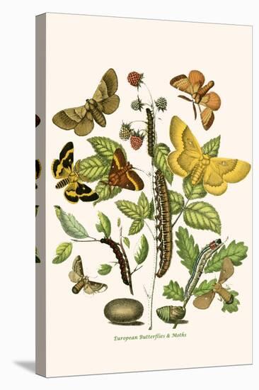 European Butterflies and Moths-W.F. Kirby-Stretched Canvas