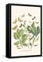 European Butterflies and Moths-W.F. Kirby-Framed Stretched Canvas