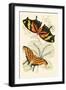 European Butterflies and Moths-James Duncan-Framed Art Print