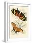 European Butterflies and Moths-James Duncan-Framed Art Print