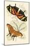 European Butterflies and Moths-James Duncan-Mounted Art Print