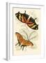 European Butterflies and Moths-James Duncan-Framed Art Print