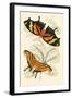 European Butterflies and Moths-James Duncan-Framed Art Print