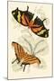 European Butterflies and Moths-James Duncan-Mounted Art Print