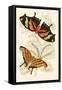 European Butterflies and Moths-James Duncan-Framed Stretched Canvas