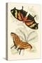 European Butterflies and Moths-James Duncan-Stretched Canvas