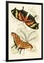 European Butterflies and Moths-James Duncan-Framed Art Print