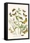 European Butterflies and Moths-W.F. Kirby-Framed Stretched Canvas