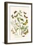 European Butterflies and Moths-W.F. Kirby-Framed Art Print