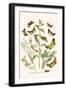 European Butterflies and Moths-W.F. Kirby-Framed Art Print