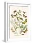 European Butterflies and Moths-W.F. Kirby-Framed Art Print