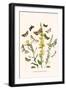 European Butterflies and Moths-W.F. Kirby-Framed Art Print