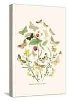 European Butterflies and Moths-W.F. Kirby-Stretched Canvas