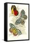 European Butterflies and Moths-James Duncan-Framed Stretched Canvas