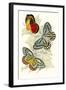 European Butterflies and Moths-James Duncan-Framed Art Print