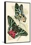 European Butterflies and Moths-James Duncan-Framed Stretched Canvas