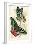 European Butterflies and Moths-James Duncan-Framed Art Print