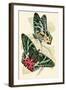 European Butterflies and Moths-James Duncan-Framed Art Print